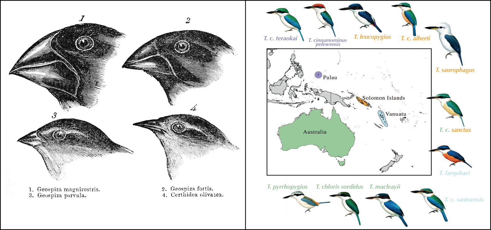 Galapagos Finches Evolution - 1600x749 - png Galapagos Finches Evolution